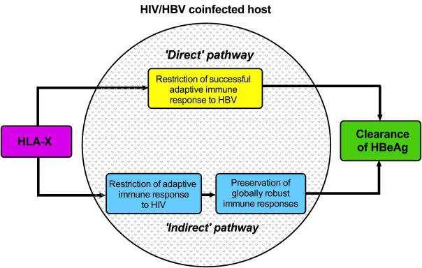 efficiently, while all HLA-B alleles studied efficiently target RNA viruses.