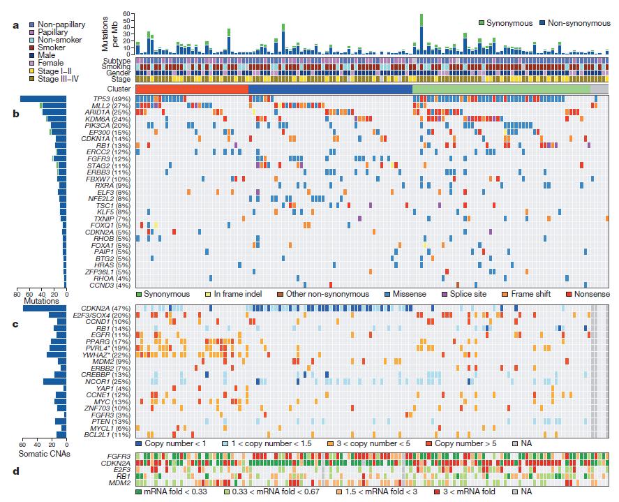 Comprehensive molecular characterization of urothelial carcinoma