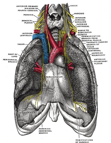 Phrenic Nerve Anatomy
