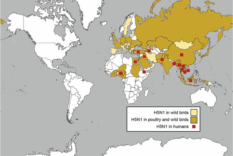 Cumulative confirmed H5N1