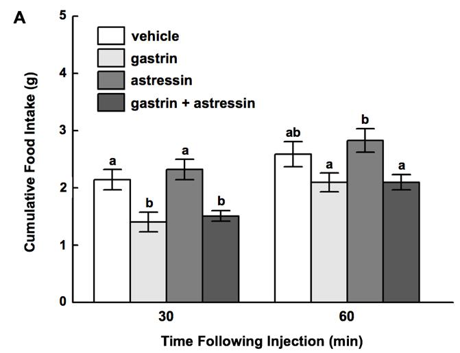 Figure 3-6. Food intake following intracerebroventricular injection of 500 ng gastrin, 6 nmol astressin, or 500 ng gastrin + 6 nmol astressin.