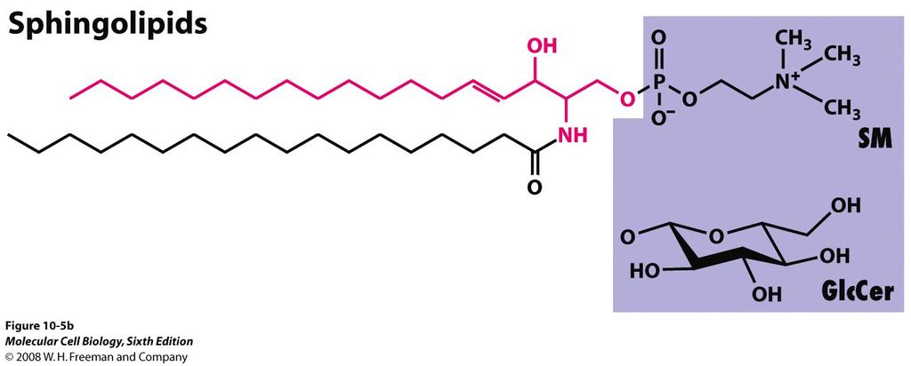 sphingomyelin; PI = phosphoinositol PC = phosphatidylcholine; PE = phosphatidylethanol; PS