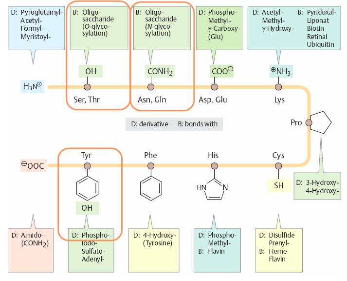 Phosphate (groups/bonds) Energy & Enzymes & DNA Post-translational modifications of Amino Acids Energy: ATP Enzymes: