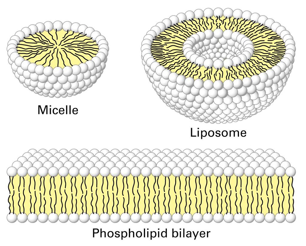 Molecules Cross-sectional views of the three structures formed by phospholipids in aqueous
