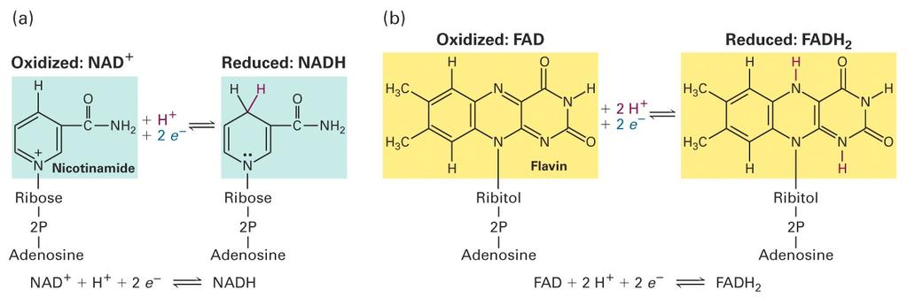 (b) FAD (flavine adenine dinucleotide) is reduced to FADH2 by addition of two electrons and two protons.