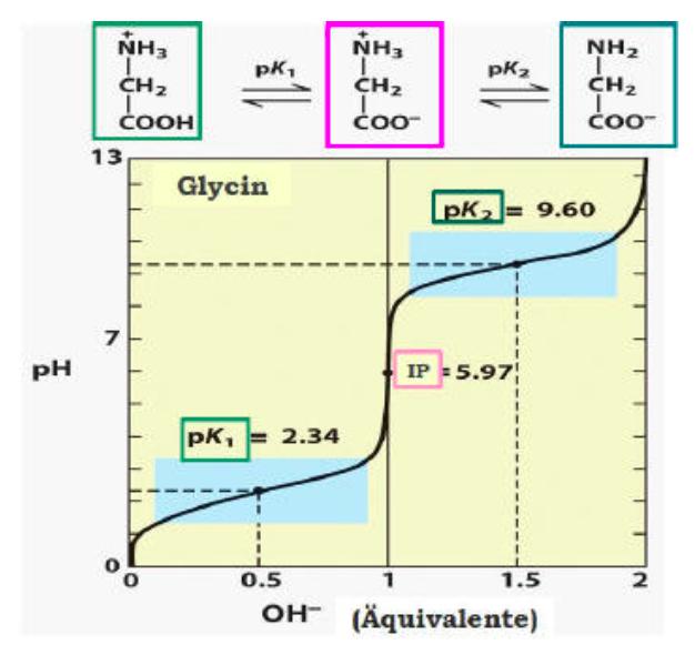 (the value in the basic area will be excluded) Titration - curve of Glycine Isoelectric point: ph