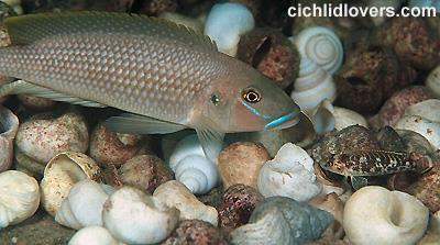 Resource-defense Polygyny Cichlid fish, male creates middens