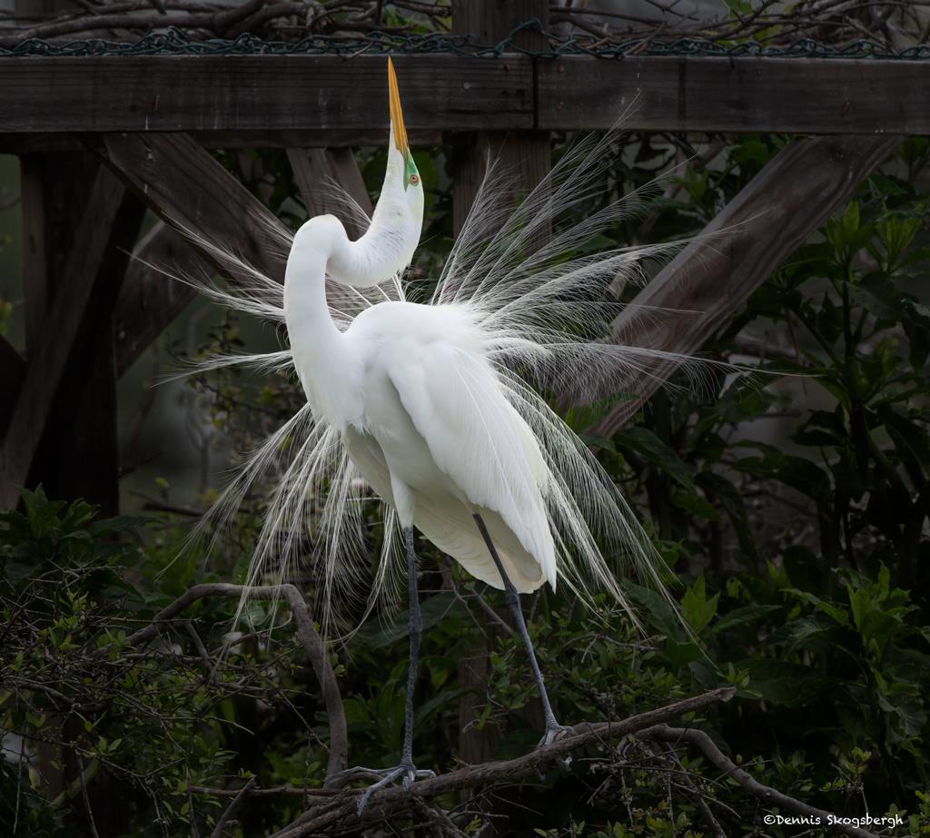 Parenting issues: sibling conflict Great Egret and sibling conflict. Why kill your sib?