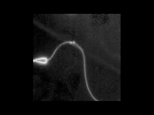 Video: Microtubule