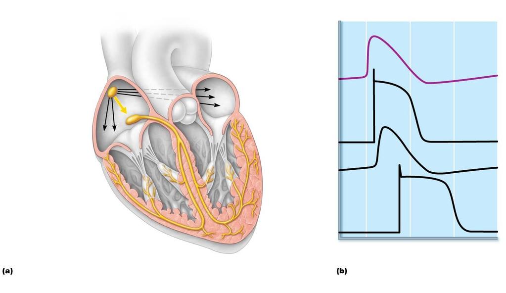 Figure 18.13 Intrinsic cardiac conduction system and action Superior potential succession during one vena cava Right atrium heartbeat. The sinoatrial 1 (SA) node (pacemaker) generates impulses.