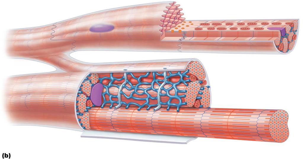 Figure 18.11b Microscopic anatomy of cardiac muscle.