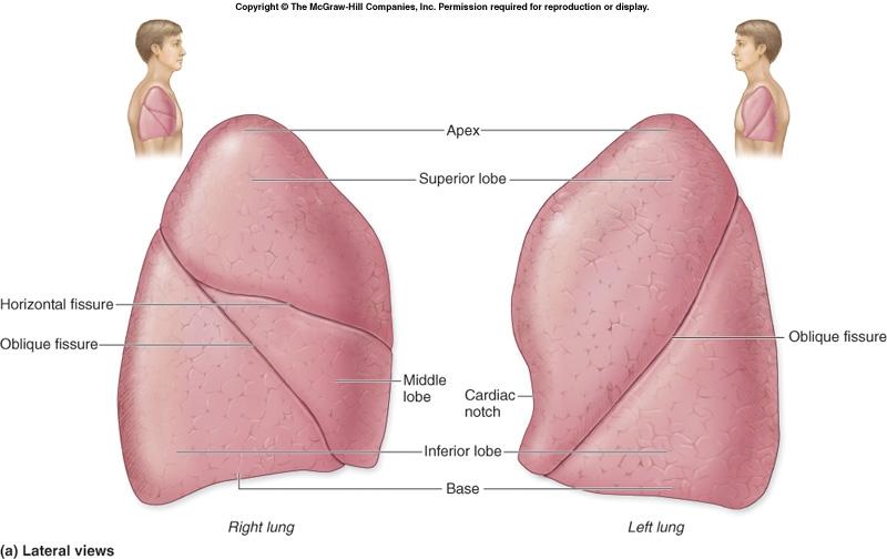 6. Lungs - very advanced, gas exchange organs A. General information Large spongy organs that fill most of the thoracic cavity. Apex= top (superior) and Base bottom (inferior) Lung includes: 1.