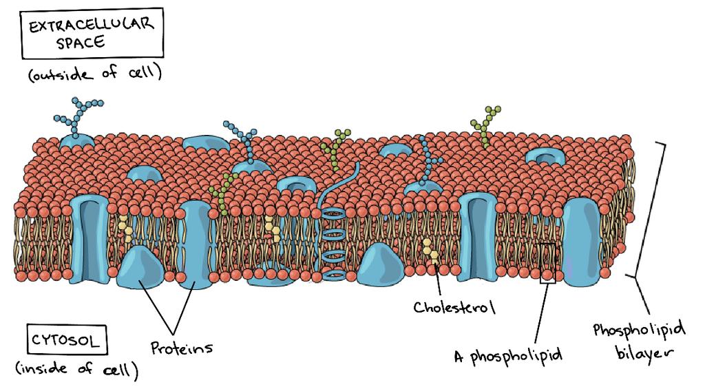 What else is in the plasma membrane?