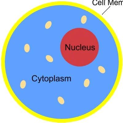 Cytoplasm Material inside the cell
