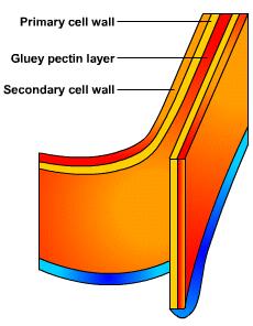 Cell Wall Found in some