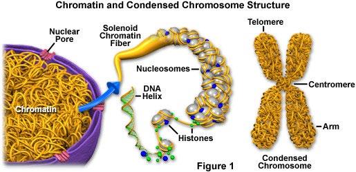 CHROMATIN & CHROMOSOMES: Chromatin: DNA chain wound around a protein visible DNA (looks granular is spread throughout the