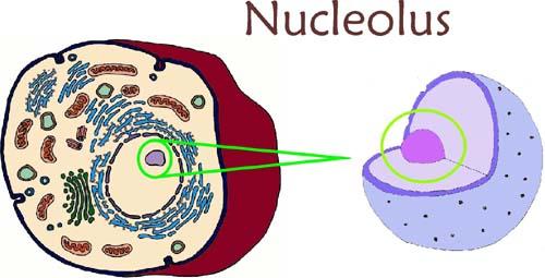 NUCLEOLUS: Dense region inside most nuclei (looks darker) Ribosome assembly begins here NUCLEAR ENVELOPE: