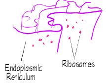 Ribosomes Ribosomes are made of RNA & protein Proteins are assembled