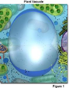 for the cell Large central vacuole
