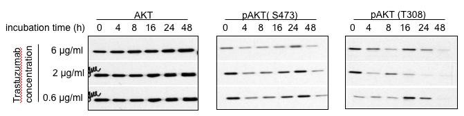 Fig. 3. Failure of trastuzumab to effectively inhibit phosphorylation of AKT.