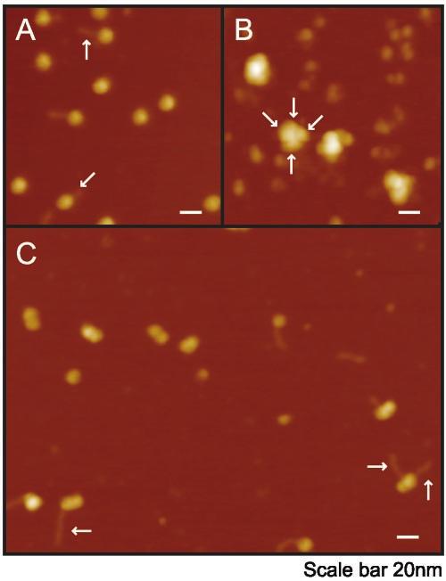8506 SCHNITZLER ET AL. MOL. CELL. BIOL. FIG. 1. AFM images of SWI/SNF and altered dimers. Samples were fixed, deposited, and imaged with a nanotube tip as described in Materials and Methods.