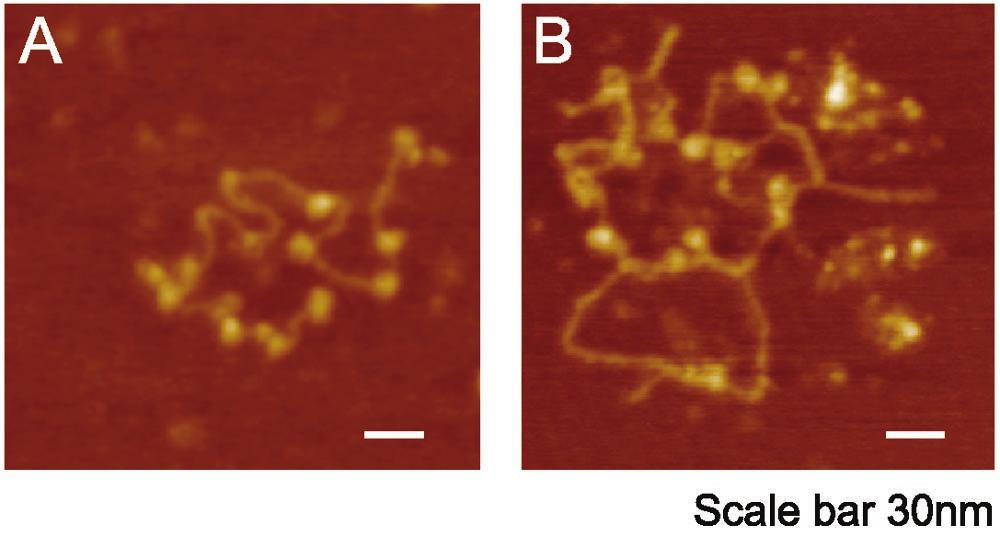 8510 SCHNITZLER ET AL. MOL. CELL. BIOL. FIG. 5. AFM images of unfixed remodeled arrays suggest reduced nucleosome stability. (A) Control arrays (shown fixed in Fig.