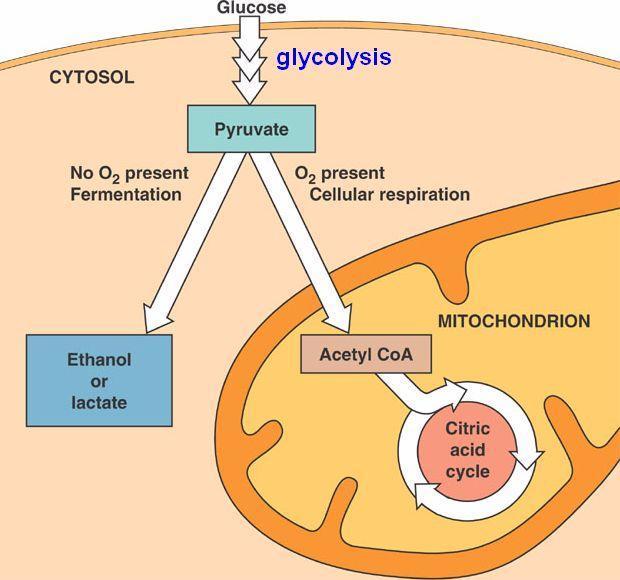 4.1. Importance of Glycolysis It is the pathway by which glucose is converted to pyruvate (via intermediate fructose-1,6- bisphosphate), with the generation of 2 molecules of ATP per molecule of