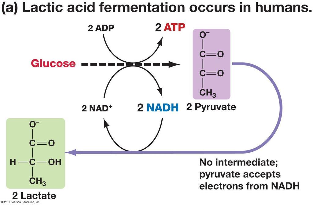 Figure 4. Lactic Acid Fermentation 2.