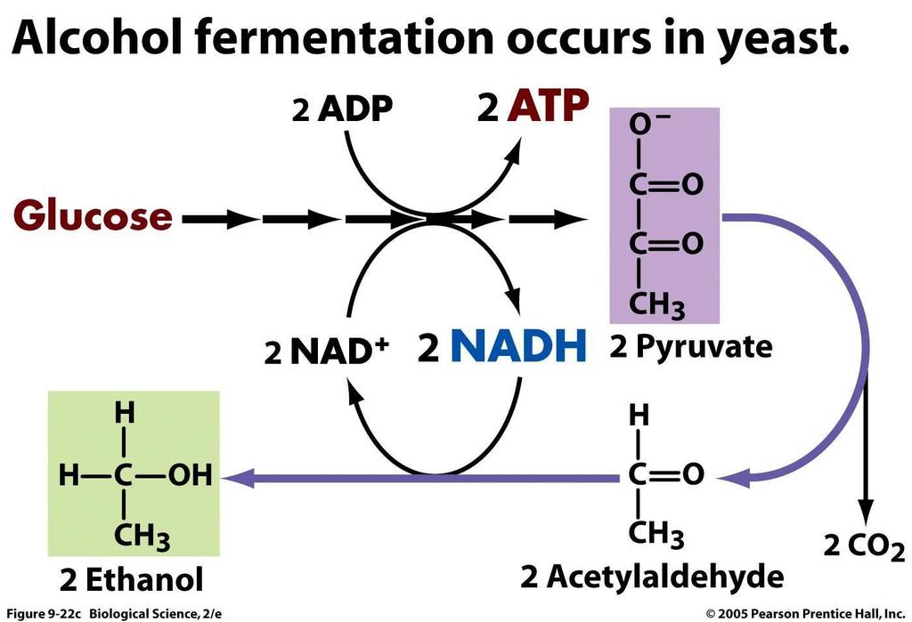 Figure 5. Alcoholic fermentation 3.