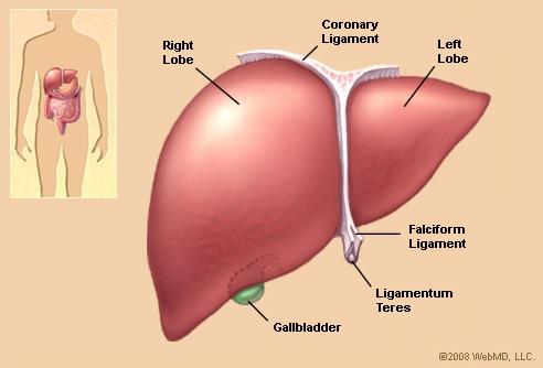skin! The liver has over 500 functions and is our primary