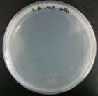 aureus E. coli S.