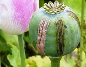 Opiates Opium -dry juice of the poppy