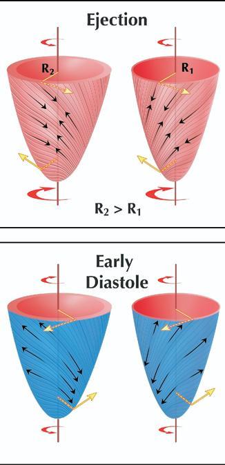 Left ventricular twist mechanics LV twist is of paramount importance for efficient LV systolic and diastolic function - Subendocardial layer generates counterclockwise rotation of the base -
