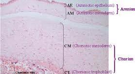 specific characteristics : Non Immunological reaction due to lack of HLA-A, HLA-B, HLA-C and DR antigens It also has cell migration and