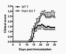 a b Th17 Cell Th1 Cell Supplementary Figure 9. Induction of EAE autoimmunity property of Peli1-deficient T cells.