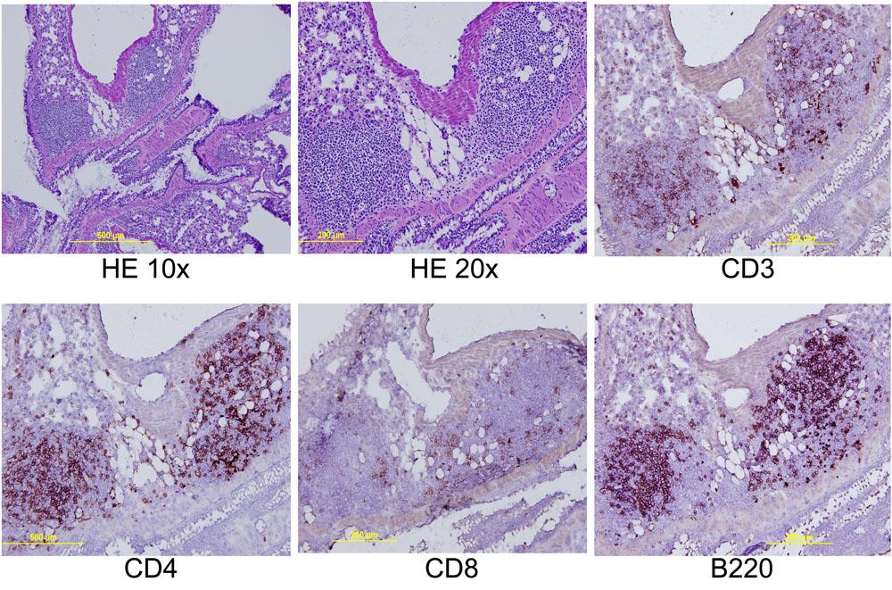H&E 1x H&E 2x α-cd3 α-cd4 α-cd8 α-b22 Supplementary Figure 8. Lymphocyte infiltration into the lung of Peli1 / () mice.