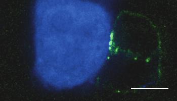 CD3 ζ-gfp and SEE-pulsed Raji B cells (in blue)(left).