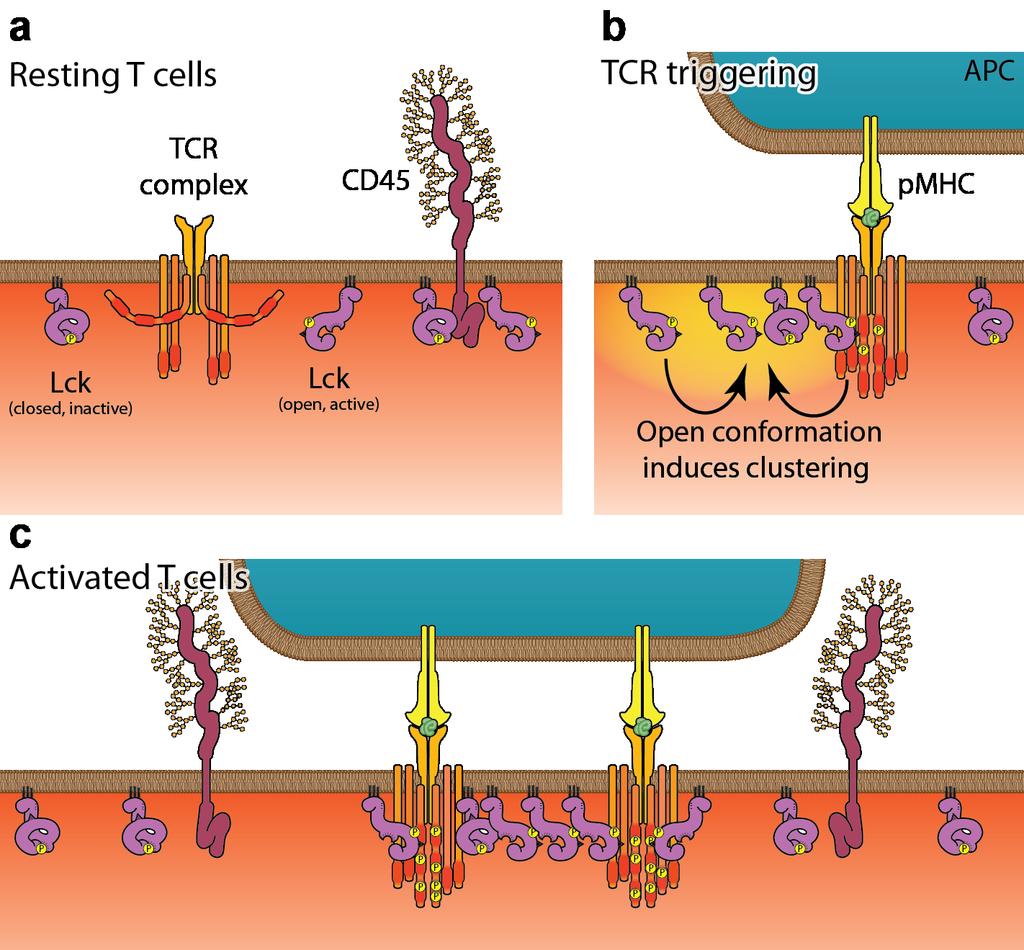 Supplementary Fig. 8. An Lck-centric model of early T cell signaling links intra-molecular rearrangements to surface patterning of signaling molecules.