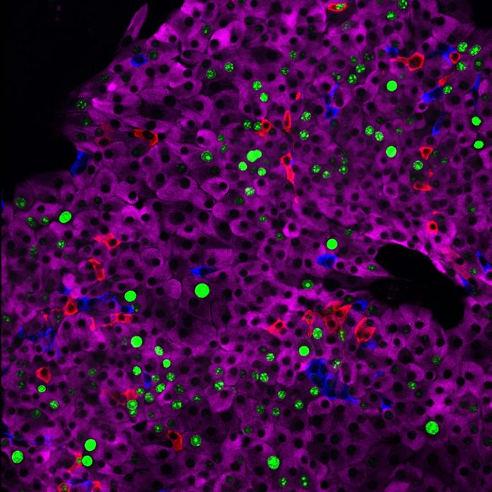 Neuronal Medium Whole rat islet GAD65 DAPI d c Glucagon Somatostatin Ki67 a Rat islet cell monolayer Rat islet cell monolayer