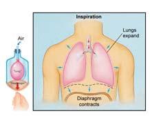 able to reach alveolar membrane Pulmonary circulation Mechanics of Respiration Inspiration Active process