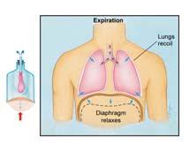 Mechanics of Respiration Expiration Passive process Diaphragm & accessory muscles relax Thoracic volume Intrathoracic pressure Mechanics of Respiration Obstruction to outflow of air creates need to