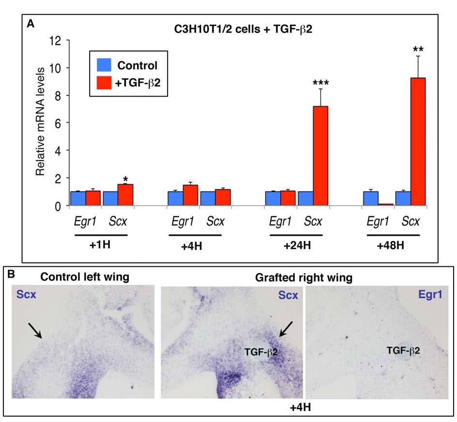 Supplemental Figure 5. TGF-β2 does not induce Egr1 expression in MSCs or in chick limb buds.