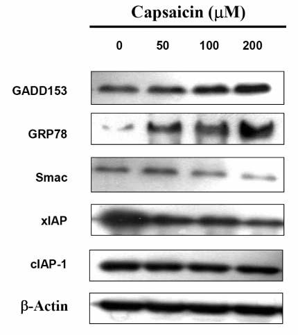 Effects of capsaicin on GRP78 nuclear translocation and cytoplasmic GADD153 expression in HepG2 cells.
