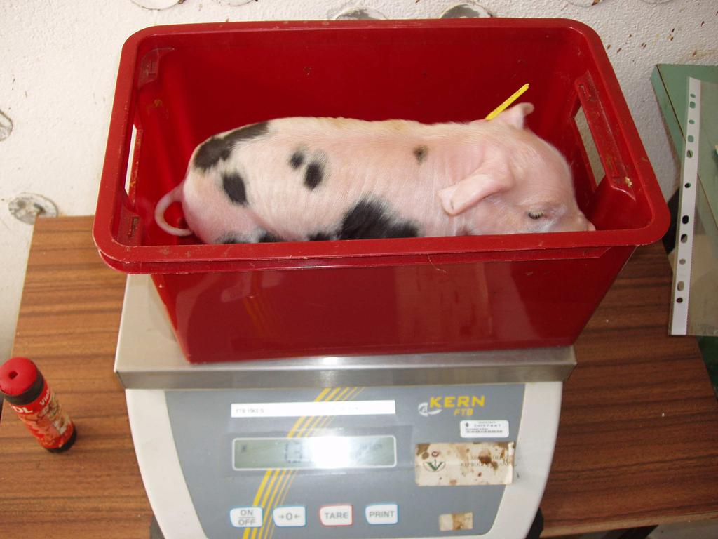 Experimental procedures MATERIALS AND METHODS After the final of two simultaneous farrowings Reweighing of the piglets Uniform Light (UL) Uniform
