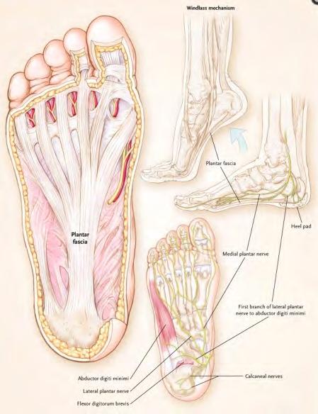 Plantar Fascia Injection Plantar fascia is relatively tough band of connective tissue described as originating at the medial