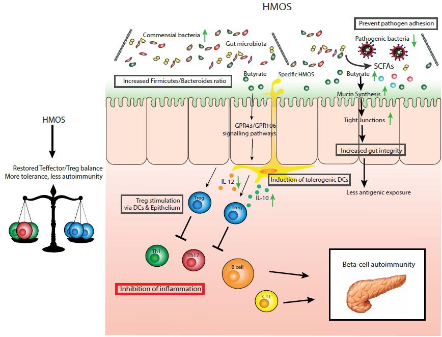 Hypothetical Interplay Between Gut Microbiota and Intestinal Immune System Induced by HMOS HMOS influence the mucosal innate immune system by altering intestinal epthelial cells and DCs
