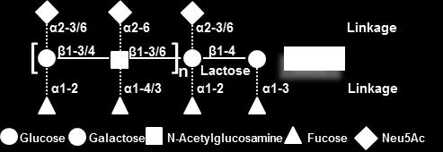 1000 structures Basic structure contains the disaccharide lactose at their reducing end HMOS Day