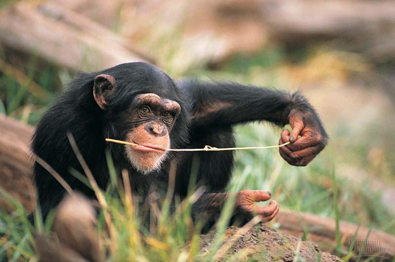 Gibbons monogamous small Chimpanzees