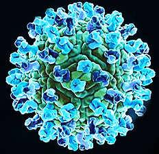 West Nile Virus West Nile Virus Flavivirus genus
