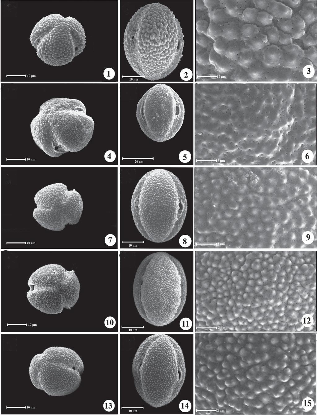 Pollen morphology of Centaurea L. (Asteraceae) in Iran Figures 1-15. Pollen grains (SEM) of species of Centaurea L. (Asteraceae). (1-3) C.